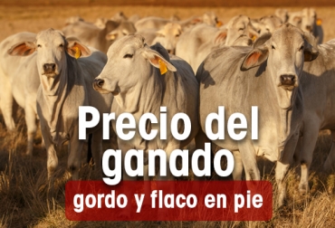 La subasta en la que mejor se pagó el kilo en esta categoría fue en Dorexpo – La Dorada. Foto: sanfersaludanimal.com