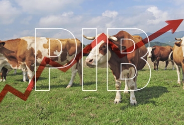 Aunque el PIB nacional creció 8,5 % en el primer trimestre de 2021, el PIB del sector agropecuario se redujo un 2,5 %. Foto: marketing.asobancaria.com pib ganadería primer trimestre 2022