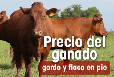 Tras Semana Santa, la subasta en la que mejor se cotizó el macho de ceba fue en Subacosta – Cartagena. Foto: CONtexto Ganadero Precio del ganado se dispara en Cartagena
