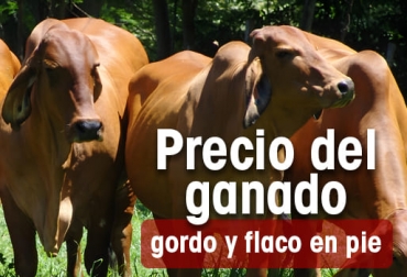 La subasta en la que mejor se está pagando el kilo de macho flaco (ML) fue en Dorexpo – La Dorada, en donde se vendió a $11.750, siendo uno de los más altos en lo que va corrido del año, y por encima en $1.050 del precio pagado la semana anterior. Precio del ganado en Colombia