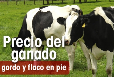 En la semana del 20 al 26 de mayo de 2022 el precio del ganado macho-ceba se mantuvo en las diferentes subastas y ferias del país por debajo de los $10 000 kilo. Foto: CONtexto ganadero Precios del ganado