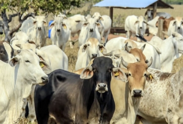 En octubre/2021 se había logrado el máximo histórico de exportaciones de carne y despojos comestibles. Foto: regioncaribe.com.co Precio ganado bovino departamento Córdoba y Sucre