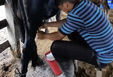 Foto: ennuestrocampo.co precio leche caribe colombiano