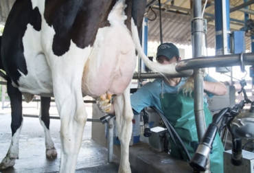 Estas son las cuentas de la lechera. A los centros de acopio industrial llegan 2.620 millones de litros de leche de los 7.393 millones que se producen en el país. Foto: thefoodtech.com Producción leche