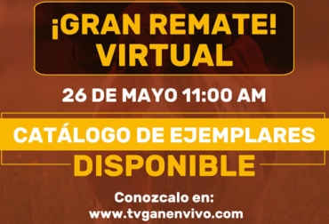 El 26 de mayo es el remate virtual de TVGan donde se ofrecen animales de alta calidad genética. Foto: Cortesía Promoción remates virtuales