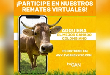 TVGan viene realizando subastas virtuales para que los productores adquieren animales de alta genética para sus hatos. Foto: Cortesía Promoción remates virtuales