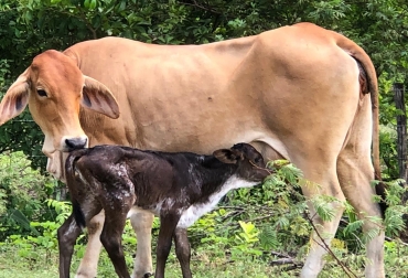 Los favorables precios del ganado que se registran en todo el territorio colombiano impulsan a los productores a retener y conservar las hembras en sus hatos. Foto: Fedegán Ganadería retención de hembras bovinas