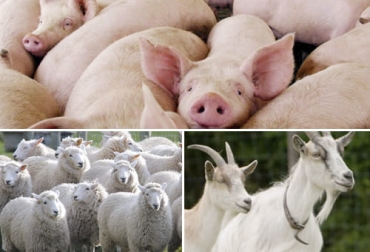 El número de cabezas de cerdos, ovejas y cabras enviadas a sacrificio en los primeros tres meses de 2022 fue más alto que en el mismo periodo de 2021. Foto: bmeditores.mx - grupolovet.com - deagronomia.com sacrificio cerdos ovinos caprinos en primer trimestre de 2022