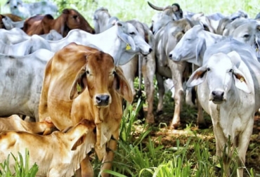 Con más de 156 000 animales que representaron ingresos por más de USD 117 millones, Colombia superó el número de ejemplares exportados en 2017 y 2018. Foto: agronegocios.co exportacion de ganado en pie de Colombia en 2022