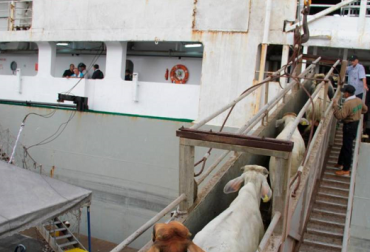 “Los machos en pie son movilizados en buques especializados en el transporte de bovinos y en los que prima el bienestar animal”: Miguel Dulcey. Foto: eluniversal.com.co Exportaciones de ganado en pie