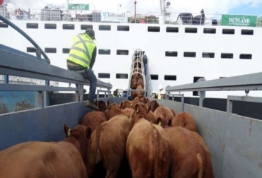 “Exportadores innovaron y cambiaron la forma de recopilar los bovinos para exportar”, manifestó Roberto García. Foto: diariocambio.com.uy Compra de ganado en pie para exportar a través de asignación de cupos