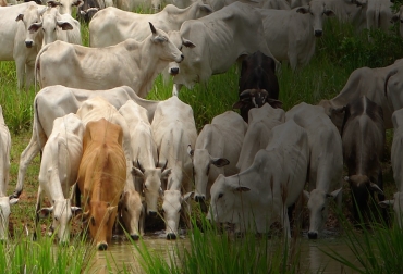 Se deben generar condiciones para que el crecimiento del sector ganadero bovino sea sostenido y perdurable en el tiempo. Foto: Fedegán-FNG Ganadería salto productivo