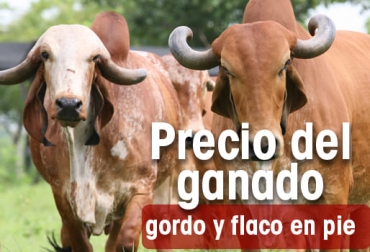 Foto: Contextoganadero.com Precio del Ganado