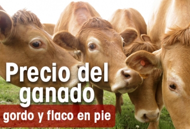 Precios del ganado en Colombia