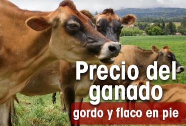 Las subastas que Cencogan – Buenavista, Cogasucre – Sincelejo, Subastanet y en Feria de Ganados de Medellín.Foto Fedegán Precios del ganado macho ceba en subastas se mantiene