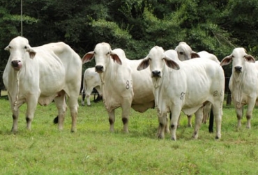 El precio del ganado en Córdoba y Sucre recibido por el productor y el comercializador completó 5 meses al alza, así como la cantidad de animales aumentó. Foto: eluniversal.com.co precio del ganado en cordoba y sucre en mayo de 2022