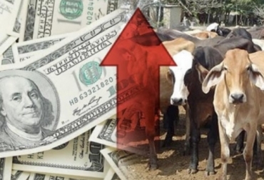 “La distorsión que generó la elección presidencial en el precio del dólar, afecta la cadena de costos de la producción ganadera”, manifestó Alejandro Peláez. Foto: CONtextoganadero. Ganaderos esperan reapertura de la frontera con Venezuela