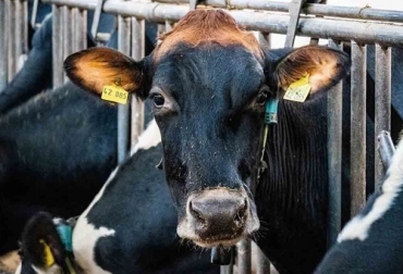 Lo que normalmente se hace es empezar a suministrarle a ese animal más comida de mejor calidad. Foto: ecoavant.com Techo productivo por animal en la ganadería