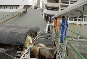 Trino de Gustavo Petro: Hemos firmado con Andrea Padilla @andreanimalidad senadora electa, un pacto por la vida, un Pacto Animalista. ¡Bienvenida Andrea y bienvenida siempre tu causa! Foto: Exportaciones colombianas de ganado en pie.