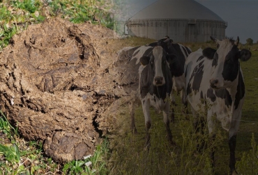 El estiércol de ganado además de ser abono y fuente de energía, es un indicador de la sanidad de los animales. Foto: sembrar100.com - ecoinventos.com Estiércol del ganado