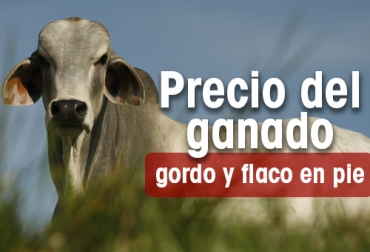 Precio del ganado semana