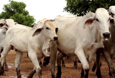 La incertidumbre que rodea al sector ganadero en las últimas semanas ha empezado a notarse en la caída del precio de comercialización de los animales. Foto: diariolibre.com precio del ganado en Colombia en 2022