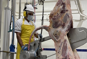 El sacrificio de bovinos y bufalinos en mayo repuntó con respecto al mismo mes de 2021, lo que recorta la caída de este rubro en lo corrido de 2022. Foto: frigocafe.com sacrificio bovino en mayo de 2022