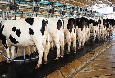 La trazabilidad en la cadena láctea es importante para los consumidores que buscan conocer el origen de lo que compran. Foto: odepa.gob.cl Vacas para ordeño