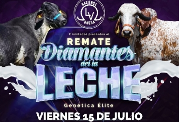 Participará Agropecuaria Vía Láctea, con su núcleo gyr y girolandas bajo sistemas especializados de producción de leche. Foto: Cortesía. Gran remate de vacas de genética élite en la costa Caribe