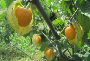 Colombia cuenta con, aproximadamente, 36 empresas exportadoras de uchuva y los principales departamentos productores de esta exótica fruta son Cundinamarca, Boyacá, Antioquia y Nariño. Foto: ICA Uchuva colombiana recibe admisibilidad en México
