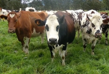 “Todas las vacas son factibles de ser receptoras de embriones, es decir, tienen la capacidad de recibir un embrión, gestarlo y criarlo”, resaltó Hernando Barahona director de Embriogán. Foto: panoramaagrario.com transferencia de embriones