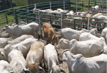 Antes de la expedición del decreto 1500 del año 2007, en el país la comercialización de la carne bovina era una actividad con todos los controles legales requeridos. ¿Qué pasa ahora? Foto La República.c abigeato o robo de ganado