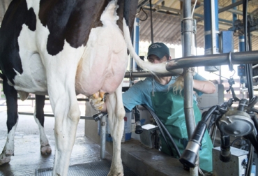 Uno de los propósitos de la cadena láctea a 20 años es lograr un aumento importante en la formalización de los diferentes eslabones. Foto: thefoodtech.com Vaca en ordeño
