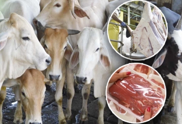 ¿Hay especulación?, plantea el líder gremial José Félix Lafaurie R. Foto: frigotec.com.co - lavozdelaregion.co - lareporteria.com Investigar y vigilar la especulación con el precio de la carne