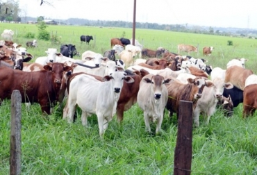 La prohibición de exportaciones de ganado en pie generaría un impacto negativo porque el ganado de levante se verá depreciado al perder el mayor mercado que les demanda para abastecer las necesidades cárnicas de los países que hoy le compran.Foto: Fedegán Prohibición de exportar ganado en pie