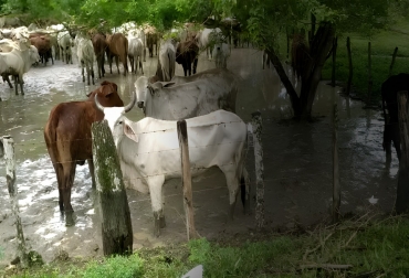 “Nosotros ya no estamos luchando para salvar nuestros bienes, nosotros ahora estamos luchando para sobrevivir, para no dejarnos morir de hambre. La lucha por la conservación de lo poco que teníamos, ya la perdimos, ahora la lucha es por la vida.Foto: Captura video Fedegán - Daniel Regino Ganadería invierno La Mojana