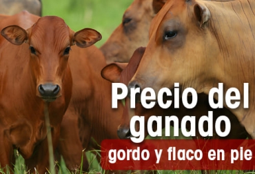 Precio del ganado en Colombia Semana del 1 al 7 de agosto de 2022