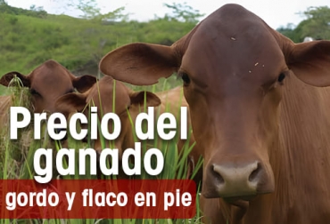 Ilustración: CONtexto ganadero Precios del ganado en Colombia en subastas