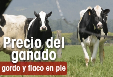 Precio del ganado en Colombia semana agosto 19-25_2022