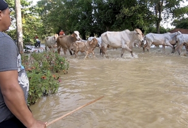 Los ganaderos de Cundinamarca manifiestan que en algunas zonas se están presentando inundaciones. Foto: larazon.co Ganaderos no abandonarán la ganadería