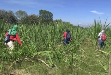 Diferentes gremios han pedido intervención de las autoridades ante las invasiones de indígenas a cultivos de caña en el Cauca. Foto: enlineapopayan.com Invasión a cultivos de caña