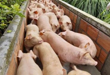 Colombia logró el acceso al mercado de Singapur de la carne de cerdo y sus productos, en una labor que tardó cinco años. Foto: ica.gov.co Explotación porcícola