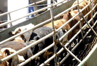 A pesar de la caída en las exportaciones en el inicio del 2º semestre de 2022, hay expectativa de que el ritmo de la primera mitad del año ser recupere. Foto: elabcrural.com exportaciones de ganado en 2022