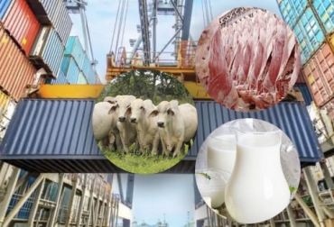 A pesar de que en julio no hubo exportaciones de ganado en pie, los envíos de semovientes, carne y lácteos se acercaron los 302 millones de dólares. Foto: aduananews.com - gazetajujuy.com.ar - carnicoslatam.com - diariolaeconomia.com exportaciones ganaderas de Colombia en julio de 2022