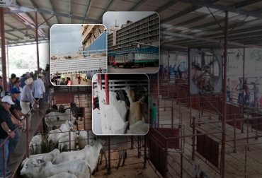 Las exportaciones de animales en pie y carne contribuyen a la dinamización de la economía ganadera y la formación de precios para muchos ganaderos, no solo los exportadores. Foto: subastaganadera.com - lapatria.com - infobae.com - eluniversal.com.co exportaciones de ganado en pie