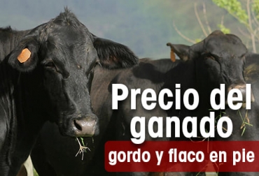 Precio del ganado semana septiembre 5-9 de 2022. Gráfica: CONtexto ganadero Precio del ganado semana septiembre 5-9 de 2022