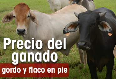 Ilustración: CONtexto ganadero Precio de ganado tiende a estabilizarse, preocupa el sacrificio y el consumo