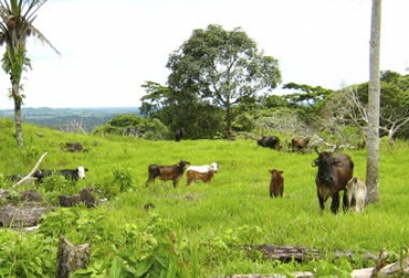 El arriendo es una opción que tiene el gobierno frente al problema actual de invasiones y reclamos por la propiedad de la tierra. Foto: pidamazonia.com Finca ganadera