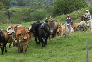 El clúster cárnico de Antioquia ya empieza a funcionar y es una manera de apoyar a los ganaderos de la región por parte de entidades públicas y privadas. Foto: Cortesía Ganado en pastoreo en Antioquia