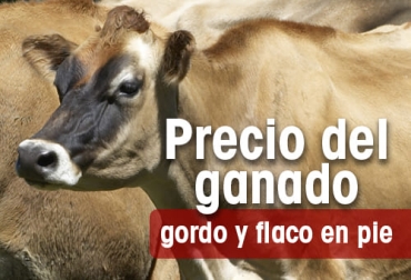 Precio del ganado en Colombia en la semana de noviembre 11-17 de 2022. Foto: Fedegán Precio del ganado en Colombia en la semana de noviembre 11-17 de 2022